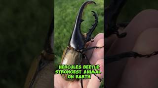 Hercules Beetle  Strongest Animal On Earth shorts [upl. by Cirda643]