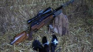 Air Rifle Hunting Two Magpies And A Jackdaw On The Farm 2010 [upl. by Cima]