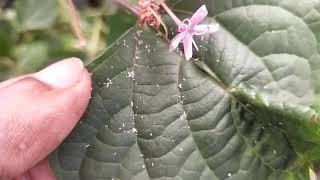 How to Grow Rose Glory Bower Clerodendrum bungei [upl. by Sekofski]