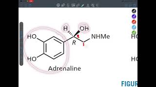 Adrenergic system part 1 [upl. by Eiramaliehs]