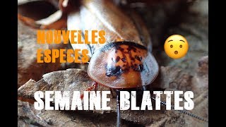 SEMAINE BLATTES Nouvelles espèces [upl. by Sherr394]