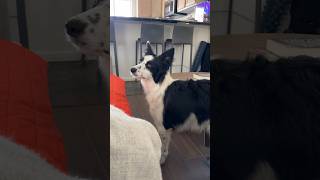 my border collie puppy harasses my old german shepherd [upl. by Nibla631]