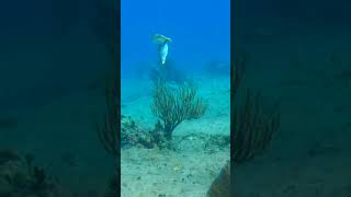 Balloonfish Bruce Lee 🐡🐉 coralreef fyp marinelife fish fypage anime [upl. by Coster]