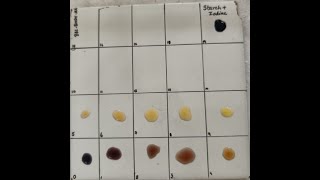 Amylase activity  Determination of Achromic point [upl. by Kaylyn]