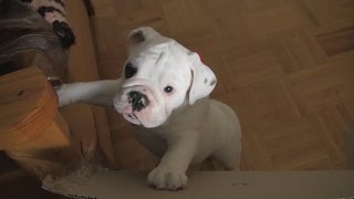 Bentley the Bulldog Puppy is NOT Happy [upl. by Hsemin932]