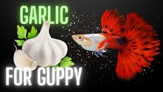 Guppy fish  Guppy fish Care Tank mates food Guppy breeding  Kurla fish Market Pari Aquarium [upl. by Brosy]