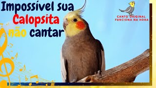 CANTO ORIGINAL DA CALOPSITA  SUA CALOPSITA VAI RESPONDER NA HORA cantocalopsitafilhote cockatiels [upl. by Freudberg]