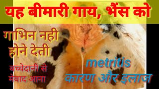 बच्चेदानी से मेवाद आने का इलाज Treatment of metritis in cow and buffalo [upl. by Columbine]