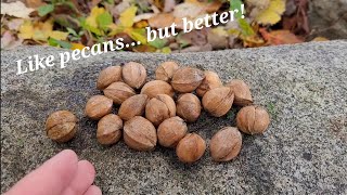 Harvesting Hickory Nuts Part 1  Wild Edibles [upl. by Anavi462]