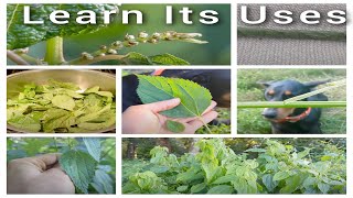 Smallspike False Nettle Boehmeria cylindrica  Identification Edible amp Utilitarian Uses [upl. by Yeorgi]