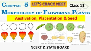 Morphology of flowering plants class 11  Aestivation  Placentation  Seed  NCERT  State board [upl. by Isidore622]