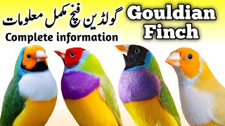 Lady Gouldian Finch Breeding Tips  Gouldian Finch Nest Box Cage amp Seed  Gouldian Finch Male Female [upl. by Htiekal]