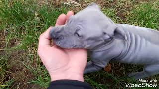 Thailand Ridgeback Dog Puppies playing [upl. by Noxin]