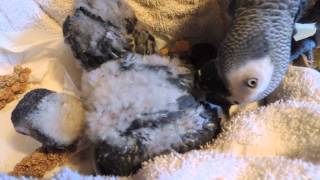 African Grey Parrot Babies 51813 [upl. by Okikuy907]