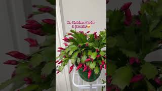 Christmas Cactus 🌵 ZygoCactus Blooming christmas cactus plants plantlover trending blooming [upl. by Windy624]