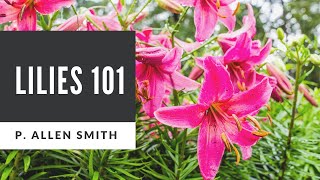 Lilies 101 Care Types and Handling [upl. by Bensky766]