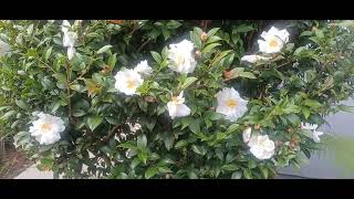 Camellia Sasanqua quotWhite Dovesquot [upl. by Beghtol893]