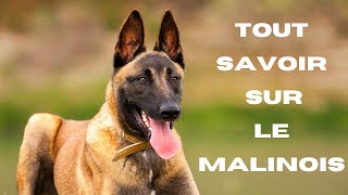 Tout savoir sur le malinois [upl. by Sheply114]