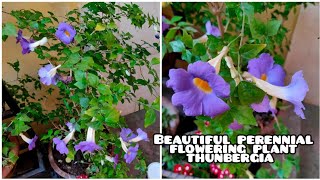 How to Grow and care Thunbergia Erecta Blue Trumpet vine Plant  Plant Caregiver [upl. by Oeramed]