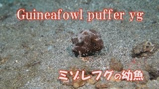 Guineafowl puffer yg ミゾレフグの幼魚 かわいい 水中映像 [upl. by Schreib769]