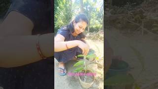 How to grow Tez patta bay leaf  bay leaf plant propagation  gardening bayleaf [upl. by Ronyam36]