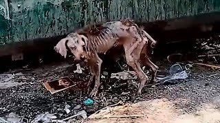 LA HISTORIA DE PEQUEÑO TENAZ transformation perros rescate viral perrosygatos sabiasque [upl. by Arymahs]