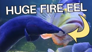 PUTTING HUGE FIRE EEL INTO TANK CLOSE UP [upl. by Anivas]