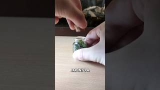 I Made a Tiny Terrarium in a Tiny Jar Heres how [upl. by Asssilem]