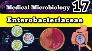 Enterobacteriaceae Family 🦠 شرح بالعربي [upl. by Meriel]