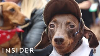 Hundreds Of Dachshunds Joined A ‘Sausage Walk’ In London [upl. by Suanne]