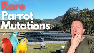 Worlds Rarest Parrot Mutations  Exclusive content from Australia Your Parrot in Down Under [upl. by Ariat291]