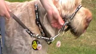 Dogmatic Headcollar and Training Lead  how to fit and use [upl. by Kcim]