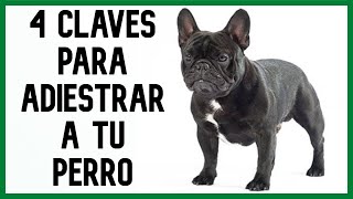 ¿Cómo Empezar A ENTRENAR UN PERRO bulldogfrancés 🐕 4 Consejos [upl. by Hinckley]