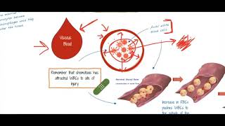 Inflammation Chemotaxis to Diapedesis [upl. by Nael]