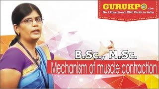 Mechanism of muscle contraction BSc MSc Lecture by Dr Priyanka Dadupanthi [upl. by Eelanna]