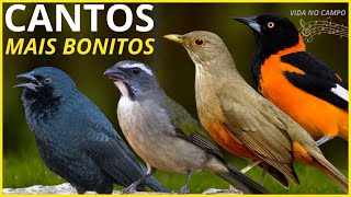 50 Cantos De Aves quotMAIS BONITOSquot Do BRASIL [upl. by Lasser]