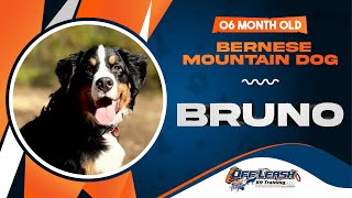 Bruno  6 Month Old Bernese Mountain Dog  Best Dog Trainers of VA [upl. by Ty]