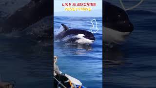 hunt giant orca whales [upl. by Anilem124]