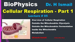 Cellular Respiration  Glycolysis  Citric Acid Cycle  Electron Transport Chain  NADH  Biophysics [upl. by Erica]