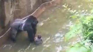 Zoo director defends decision to kill gorilla [upl. by Ayidah]