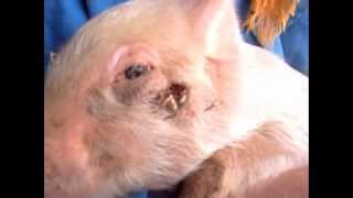 ПОМОЩЬ ПОРОСЁНКУ Гангрена морды Diseases of swine Gangrene of the face Treatment [upl. by Suoicerp]