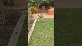 Two month old Springbok Barnards Barnyard Cape Town travel nature animals springbok [upl. by Eceinart]