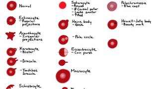 RBC Morphology [upl. by Auhsuj]