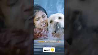 sorts doglover catlover funny pets cute comedy animallover viralshort ❣️🥰🥰😔 [upl. by Wiley69]