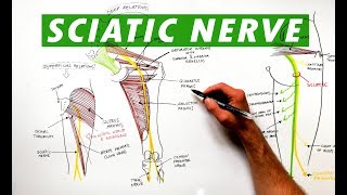 Sciatic Nerve  Anatomy Tutorial [upl. by Schapira]