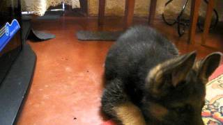 chiot berger allemand 2 mois 2AVI [upl. by Hui928]