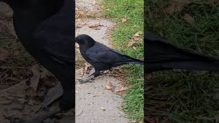 Crow in the yard short birdwatching crow [upl. by Mighell]