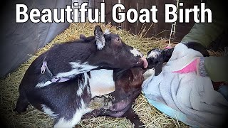 GOAT BIRTH  HELPING MAMA amp BABY when its TIME FULL LABOR amp DELIVERY [upl. by Stoneman]