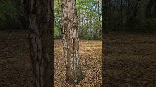 Wunderschöner Herbsttag am Stausee mit Hunden [upl. by Darej]