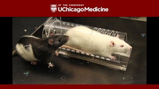 Antianxiety medication limits empathetic behavior in rats [upl. by Llessur]